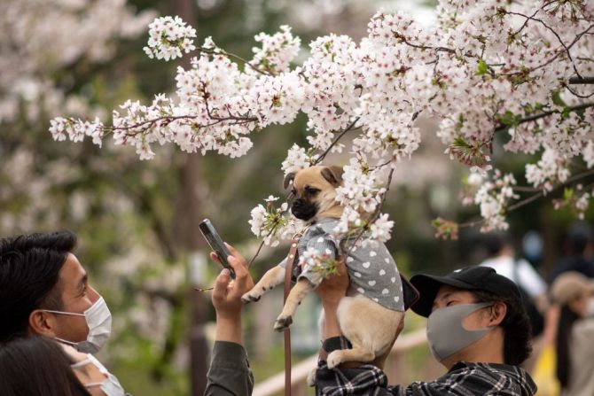 A los cerezos en flor también se les conoce en Japón como «sakura»: flores blancas y rosas, que brotan en ciudades y montañas y luego cubren el suelo con sus pétalos.