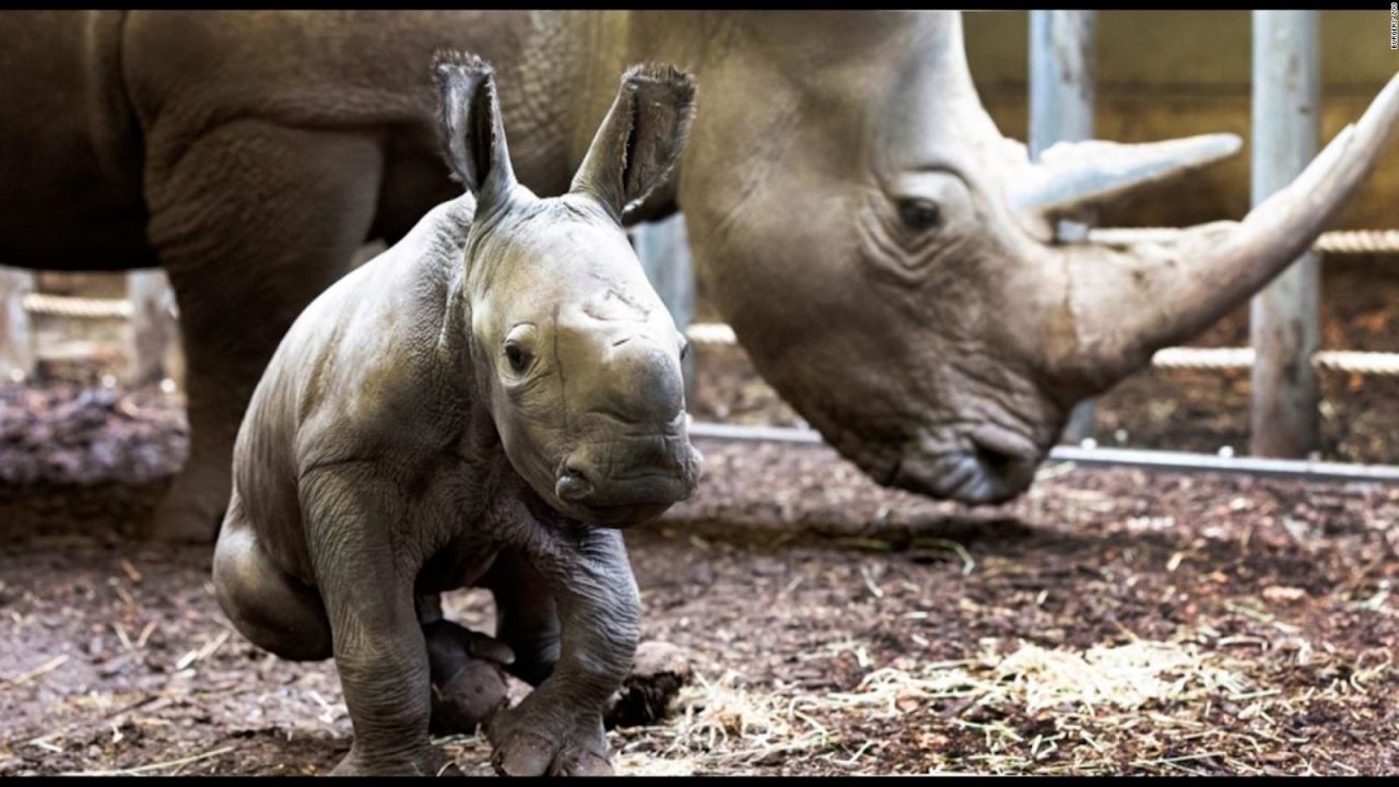 CNNE 975394 - ve a este rinoceronte recien nacido en zoologico europeo