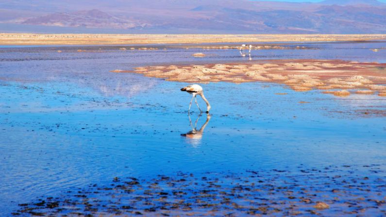 Signos de vida: No todos los rincones del desierto están desprovistos de vida. Aquí, un flamenco vadea en una laguna en la Reserva Nacional Los Flamencos. Shutterstock