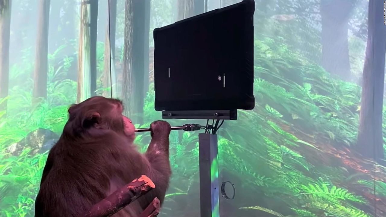 CNNE 976726 - neuralink afirma que monos pueden jugar por telepatia