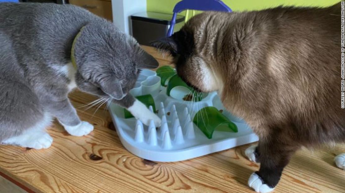 Consigue a tus gatos un nuevo juguete o un laberinto de comida para mantenerlos entretenidos mientras se adaptan a una interacción menos humana. Mira lo absortos que están Soren y Willow.