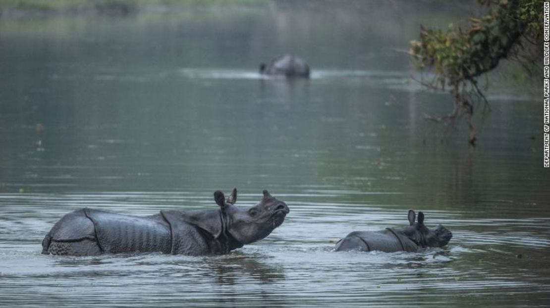 Un bebé y un rinoceronte de un cuerno adulto en las fotografías proporcionadas por el Departamento de Parques Nacionales y Conservación de la Vida Silvestre de Nepal.