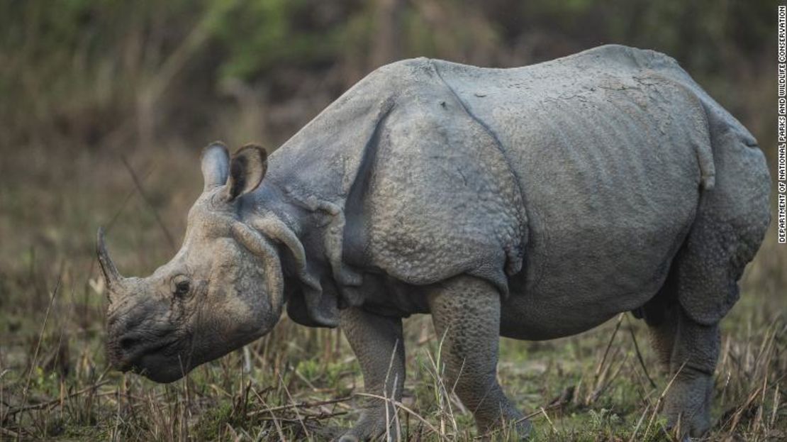 Las fotos proporcionadas por el Departamento de Parques Nacionales y Conservación de la Vida Silvestre de Nepal muestran la creciente población de rinocerontes de un cuerno en el país.