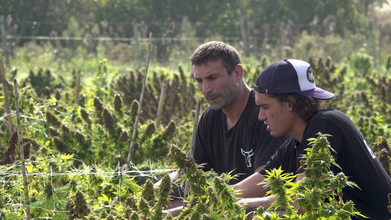 CNNE 980705 - de las artes marciales mixtas al cultivo de cannabis