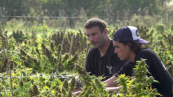 CNNE 980705 - de las artes marciales mixtas al cultivo de cannabis