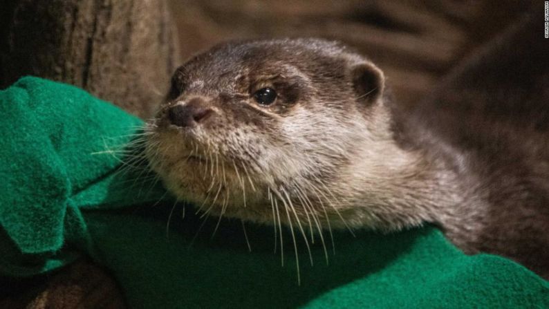 El Acuario de Georgia, en Atlanta, dijo que sus nutrias asiáticas de garras pequeñas dieron positivo por covid-19. El acuario sospecha que las nutrias se contagiaron de un miembro asintomático del personal.