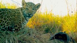 CNNE 981805 - reintroducen una familia de jaguares en argentina