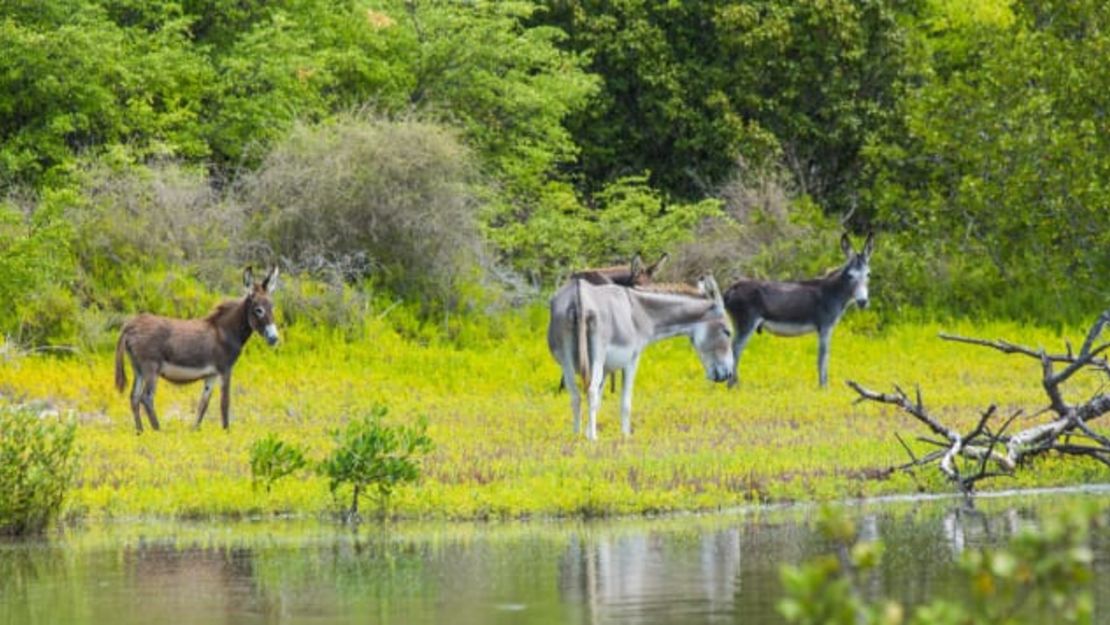 En la isla de Caicos del Sur, los descendientes de los burros de la época de producción de sal de la isla vagan libremente.Cortesía de Sailrock Resort