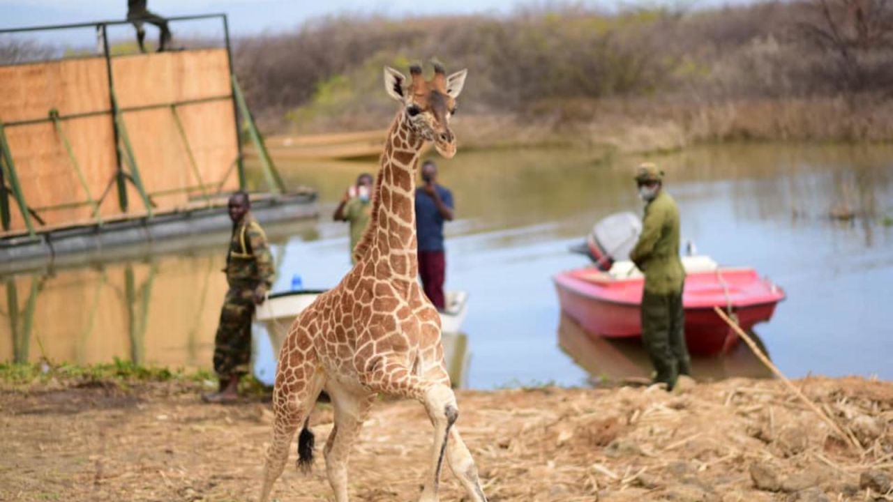 CNNE 982123 - asi fue el rescate de jirafas de una isla que se hunde