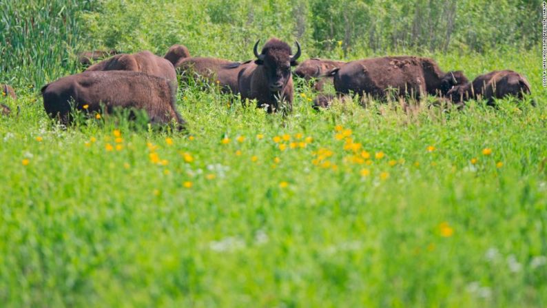 En EE.UU., queda menos del 15% de las praderas de pastos altos, la mayor parte convertida en tierras de cultivo o perdidas por el desarrollo. Pero mientras los conservacionistas trabajan para revivir este paisaje icónico, han buscado la ayuda de un aliado inusualmente peludo: el bisonte. Hasta 30 millones de bisontes alguna vez pastorearon en las praderas silvestres de Norteamérica, pero en el siglo XX llegaron casi a desaparecer. The Nature Conservancy ha reintroducido más de 100 bisontes en Nachusa Grasslands en Illinois. Aquí, el comportamiento natural de estos "ingenieros de ecosistemas" fomenta el crecimiento de flores silvestres y ayuda a las especies animales nativas a prosperar. Scott P. Yates / Estrella de Rockford Register / AP