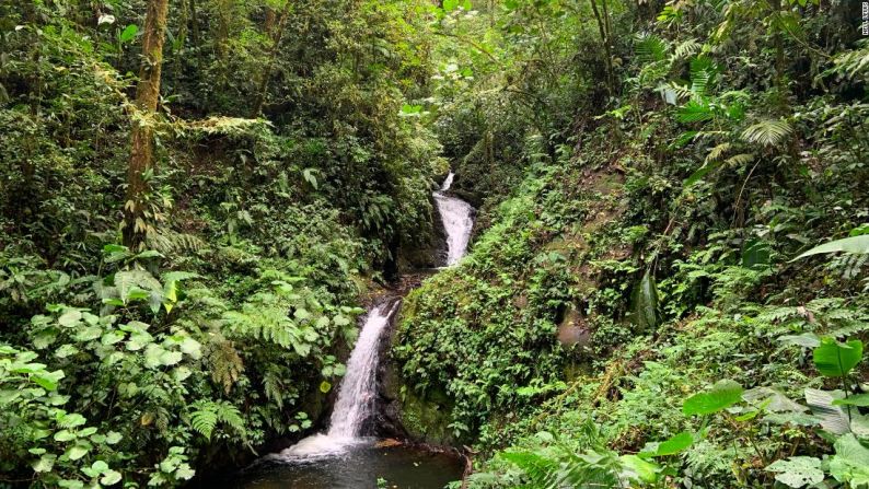 Tres cuartas partes de Costa Rica estuvo alguna vez cubierta por una exuberante selva tropical, pero la tala excesiva de árboles destruyó entre un tercio y la mitad del bosque en 1987. Sin embargo, una iniciativa del gobierno que recompensa a los agricultores por practicar la silvicultura sostenible y la protección ambiental ha convertido a Costa Rica en el país primer país tropical en detener y revertir la deforestación. Con el 60% de la tierra nuevamente cubierta de bosques, el país alberga ahora alrededor de medio millón de especies de plantas y animales. Nell Lewis