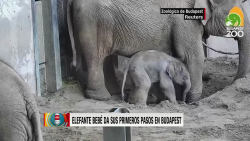 CNNE 986843 - los primeros pasos de un bebe elefante