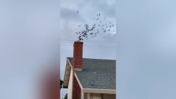 CNNE 986906 - cientos de pajaros invaden residencia en california