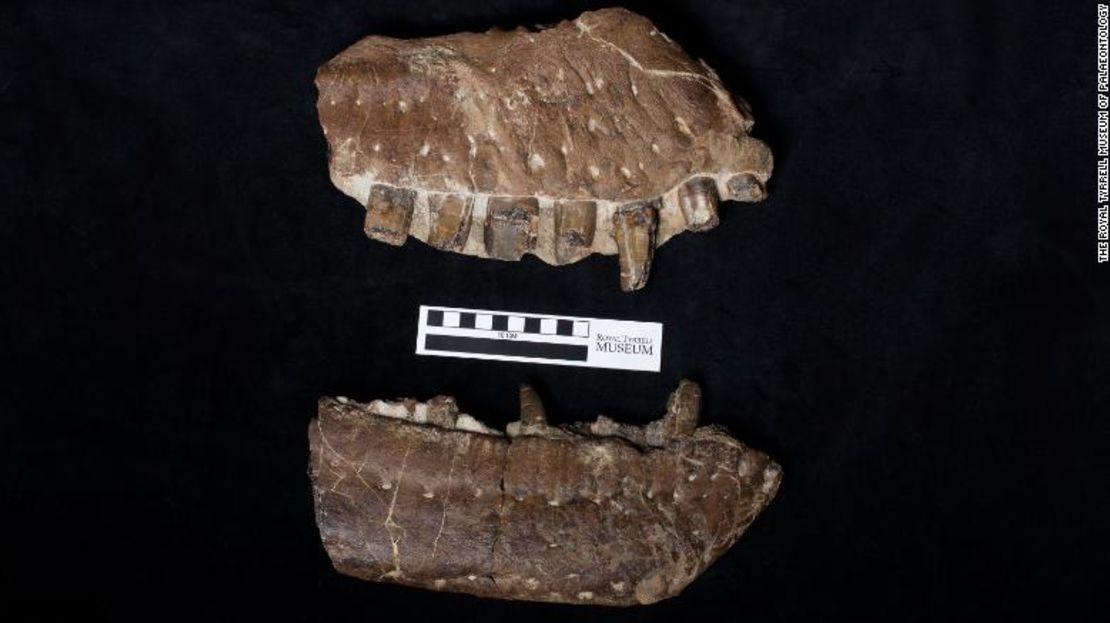 Fragmentos del fósil de un cráneo de tiranosaurio que incluyen dientes.