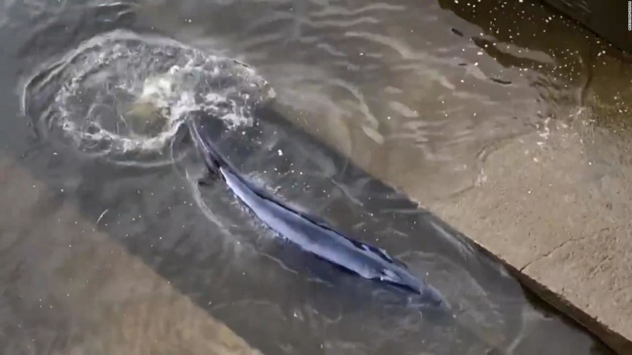 CNNE 991845 - liberan a la pequena ballena varada en londres