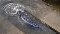 CNNE 991845 - liberan a la pequena ballena varada en londres