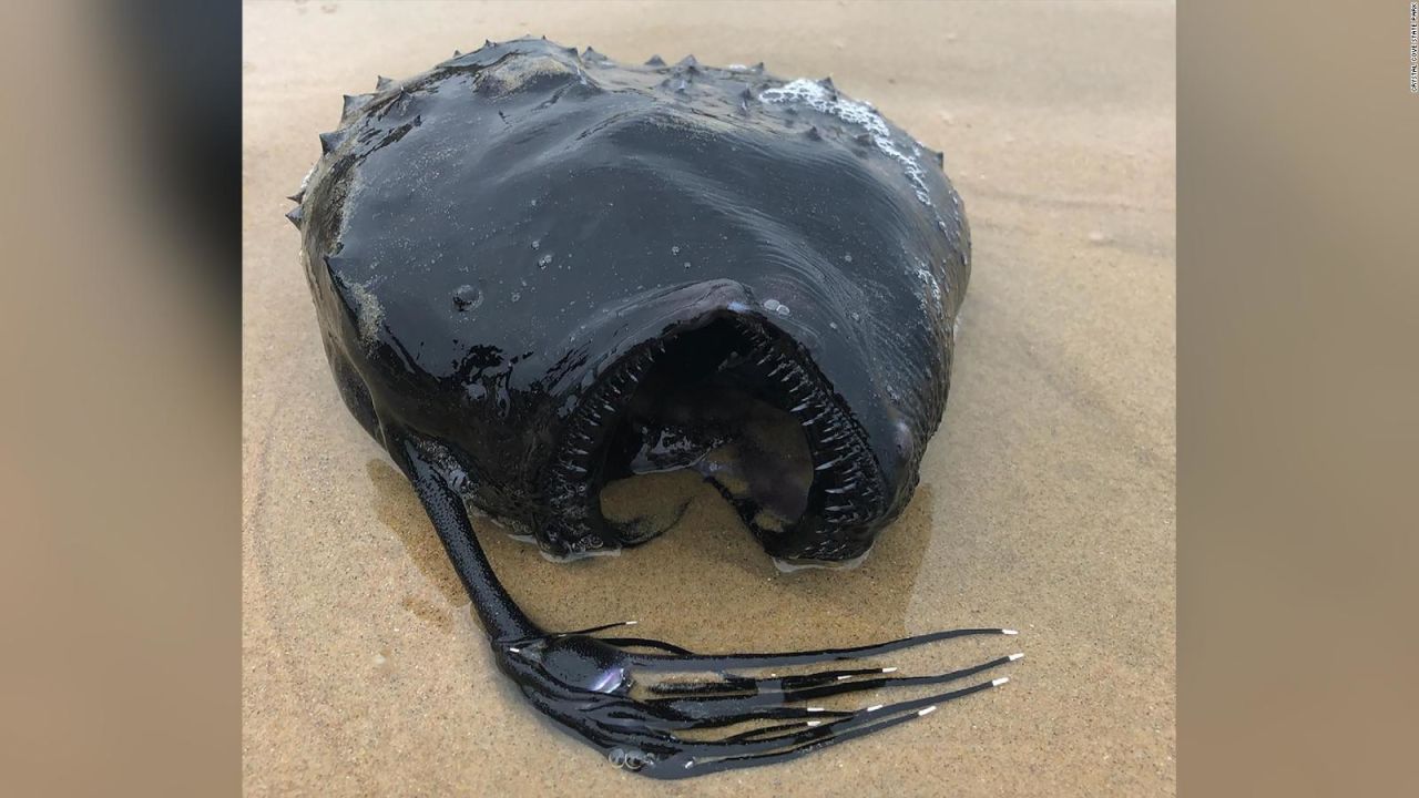 CNNE 993159 - aparece extrano y monstruoso pez en playas de california