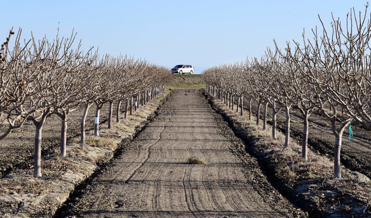 Un huerto en las afueras de Kettleman City, en el Valle de San Joaquin de California, fotografiado el 2 de abril de 2021. Este es uno de los principales condados agrícolas del valle donde los productos lácteos, las uvas, las almendras, las fresas y los pistachos aportan miles de millones de dólares a la economía cada año.