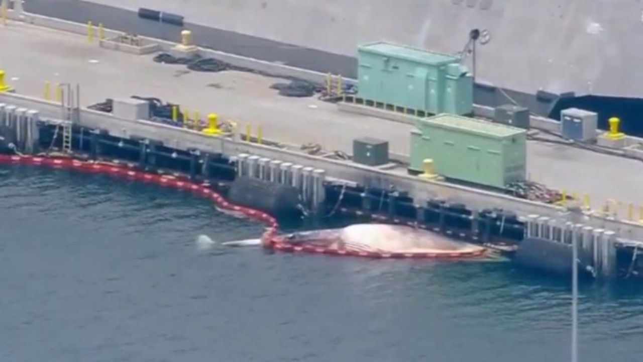 CNNE 993829 - atraca en california destructor con 2 ballenas muertas
