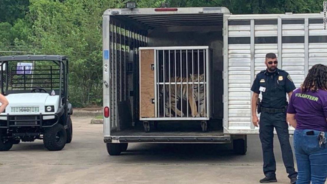 India es vista antes de ser transportada al Cleveland Amory Black Beauty Ranch, un refugio de animales en Murchison, Texas