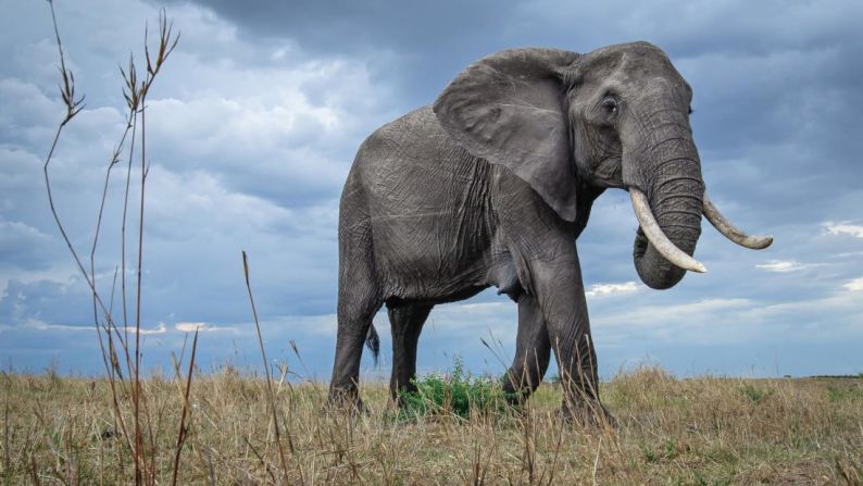El elefante africano formaba parte de los "Big Five" originales, un término utilizado durante la época colonial en África para describir los animales más preciados y peligrosos para cazar. Ahora ha sido elegido como uno de los "New Big 5", los animales favoritos del mundo para ser fotografiados, como parte de una iniciativa para sensibilizar sobre las amenazas a la vida salvaje.