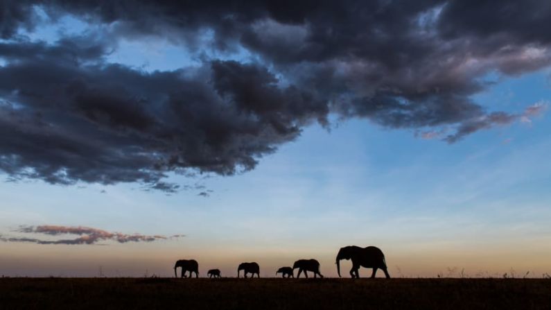 Las poblaciones de elefantes han disminuido en los últimos años. El elefante africano, la mayor de todas las especies de elefantes, ha sido el más afectado, dado que la caza furtiva para obtener marfil es una de las mayores amenazas. En 2016, se calcula que quedaban 415.000 ejemplares en el continente, lo que supone un descenso de 111.000 desde 2006.