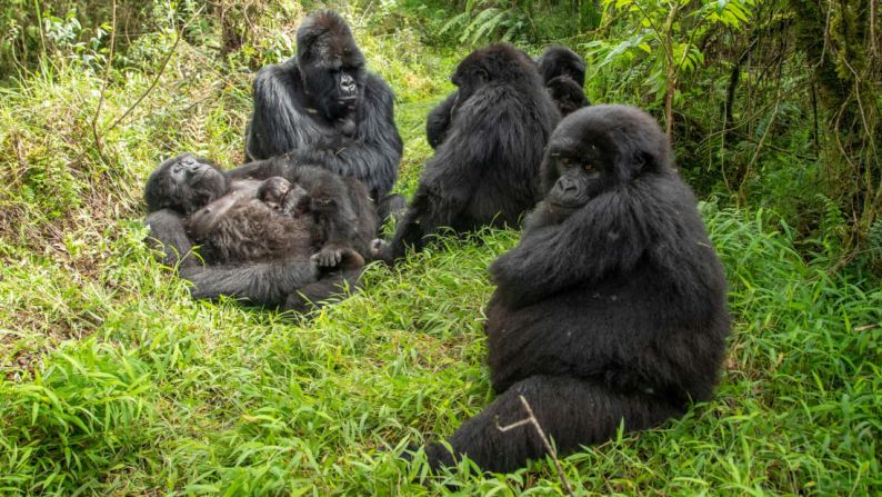 Los gorilas también figuran entre los "New Big 5". Se encuentran en los bosques tropicales de África central y son especialmente vulnerables a la pérdida de hábitat y a la deforestación. Las dos especies de gorilas, la oriental y la occidental, están consideradas en peligro crítico de extinción.