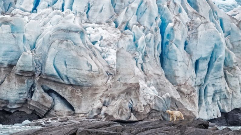 Los osos polares están catalogados como vulnerables. El deshielo marino provocado por el cambio climático es su mayor amenaza, ya que dependen de las superficies heladas del Ártico para cazar, viajar, reproducirse y cuidar a sus crías.
