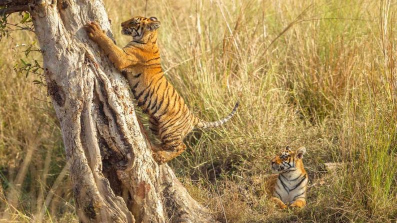Los tigres están catalogados como animales en peligro de extinción, y se calcula que quedan unos 3.000 adultos en estado salvaje. La destrucción de su hábitat, los conflictos entre el hombre y la vida salvaje y el comercio ilegal de animales salvajes son algunas de sus mayores amenazas.