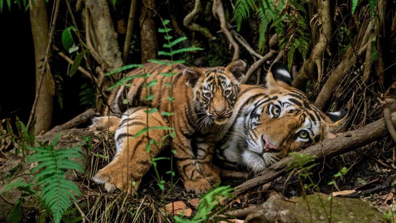 "Los tigres son el sueño de los fotógrafos. La belleza de un tigre en cada foto fomenta la conservación, así que si quieres salvar a la especie más carismática del mundo, toma tu cámara y ve a buscar al tigre", dijo Valmik Thapar, conservacionista y autor de la India, en un comunicado de prensa del New Big 5.