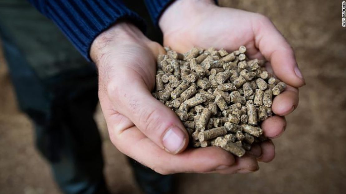 El suplemento se presenta en forma de gránulos que se mezclan con el alimento de las vacas dos veces al día.