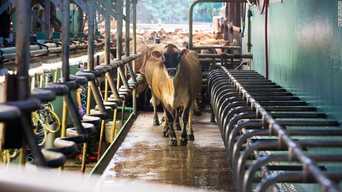 Las vacas lecheras suelen volver a casa todos los días para ser ordeñadas, por lo que es más fácil someterlas a una dieta estricta.