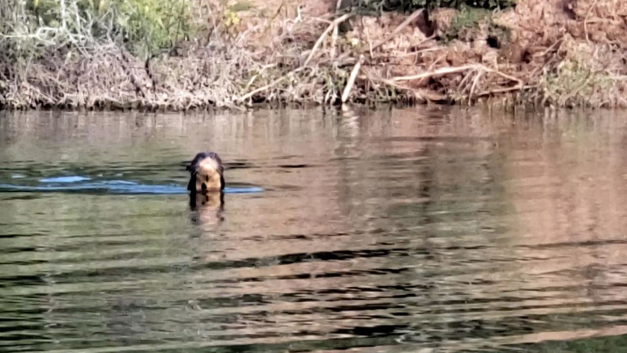 CNNE 996767 - reaparece la nutria gigante en argentina