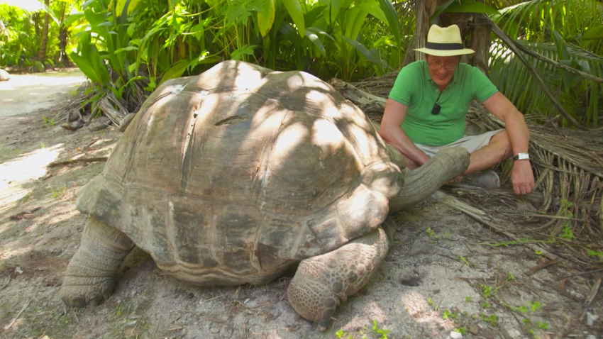 CNNE 998391 - mira a la tortuga errante mas antigua y pesada del mundo
