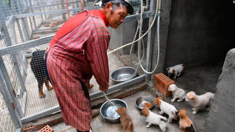 Algunos de los animales que fueron rescatados de un cargamento de unas 160 mascotas en las llamadas "caja misteriosa" encontradas en Chengdu, provincia de Sichuan.