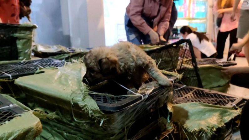 ZTO Delivery se disculpó después de la redada de Love Home, que encontró cachorros como estos en cajas pequeñas y se vieron obligados a pagar una multa por las autoridades postales de Sichuan.