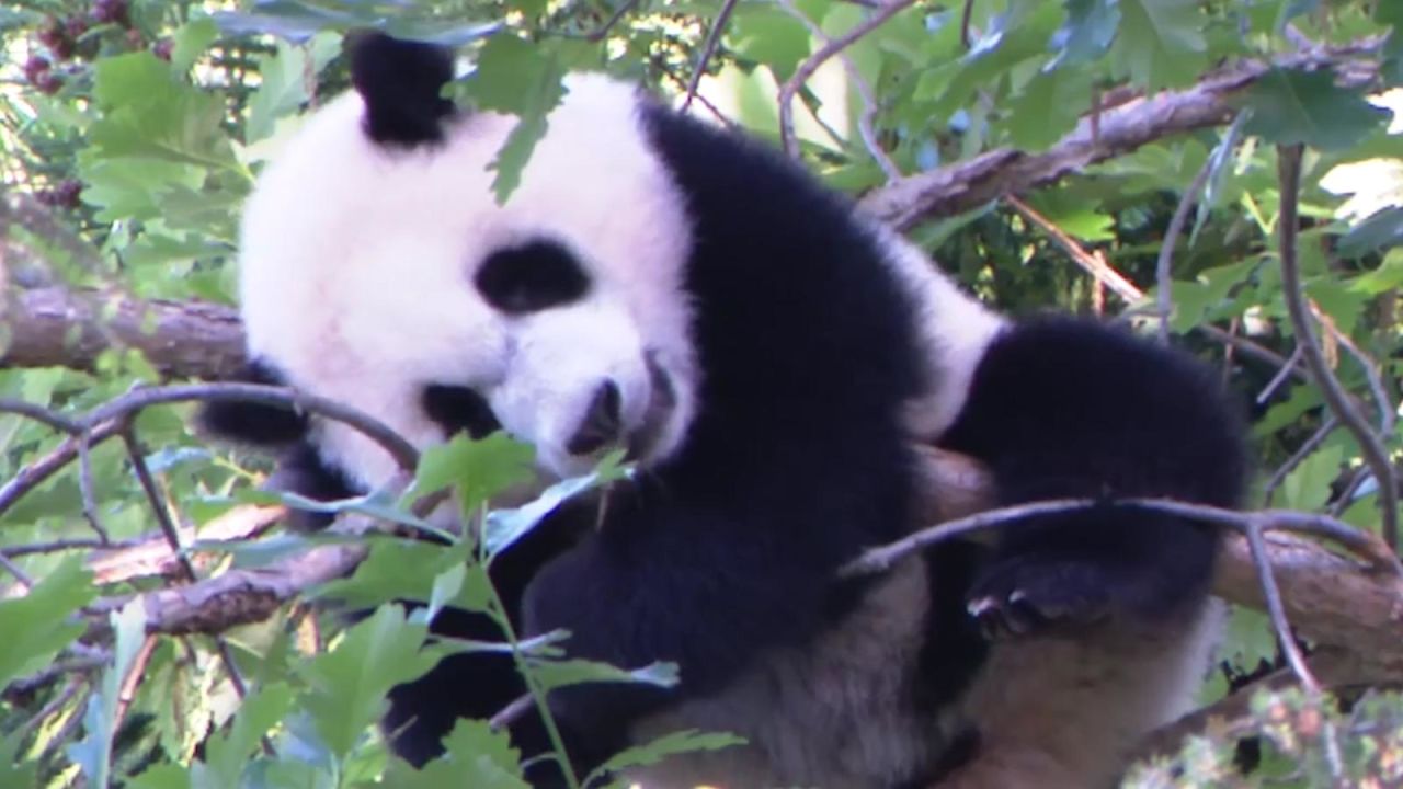 CNNE 998943 - un vistazo a los pandas gigantes del smithsonian