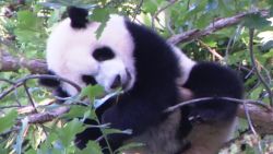 CNNE 998943 - un vistazo a los pandas gigantes del smithsonian