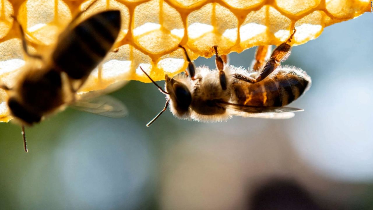 CNNE 999021 - ¿por que son tan importantes las abejas?