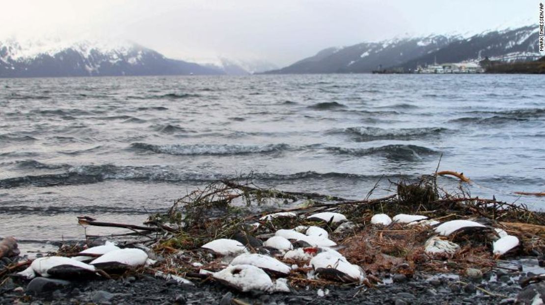 Murres muertos en Whittier, Alaska, en enero de 2016.