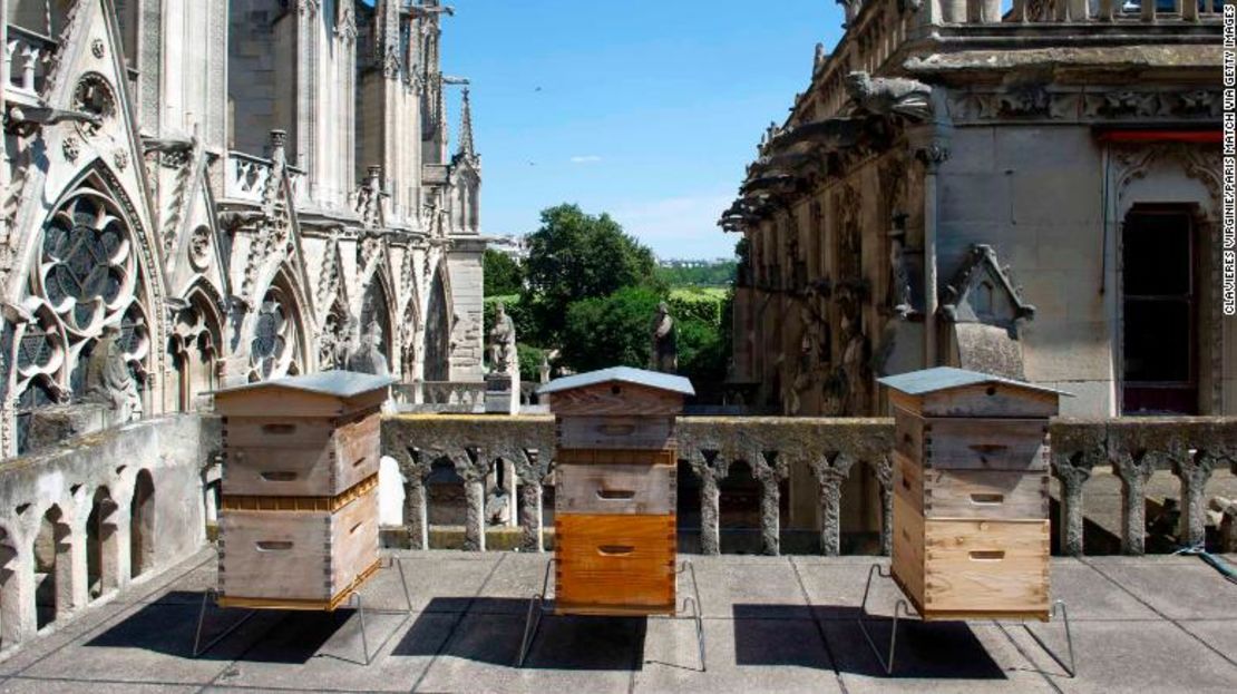 El apicultor Nicolas Geant instaló tres colmenas en el techo de la sacristía de Notre Dame.