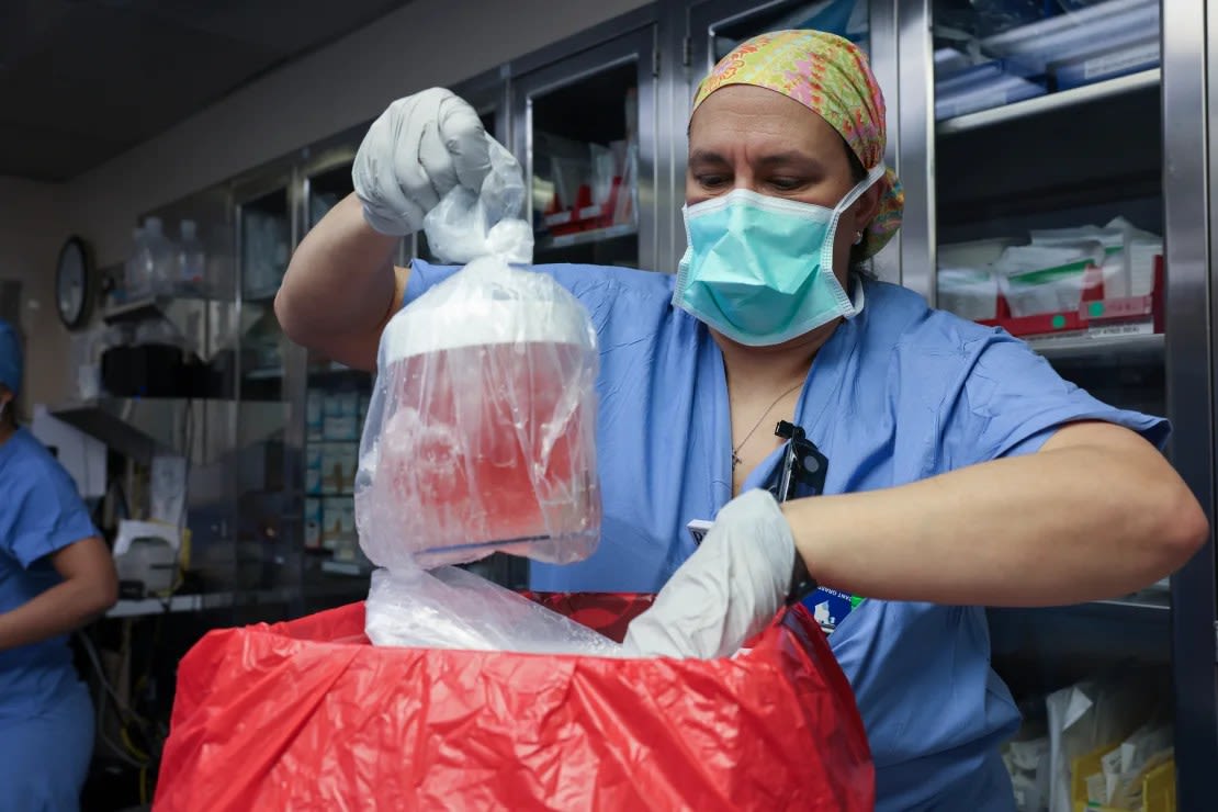 La especialista en enfermería Melissa Mattola-Kiatos extrae el riñón de cerdo de su caja para prepararlo para el trasplante. Hospital General de Massachusetts