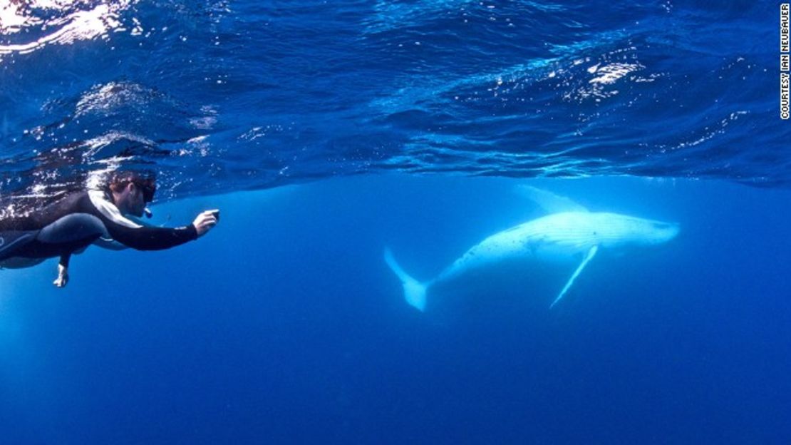 Es casi seguro que veas una ballena jorobada, pero si esta quiere nadar junto a ti es cuestión de suerte.