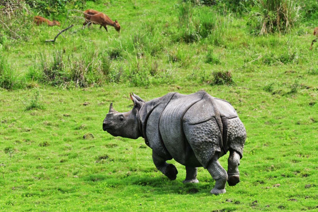 En esta imagen tomada el 27 de marzo de 2022, un rinoceronte indio corre en la cordillera de Agratoli, en el Parque Nacional de Kaziranga.