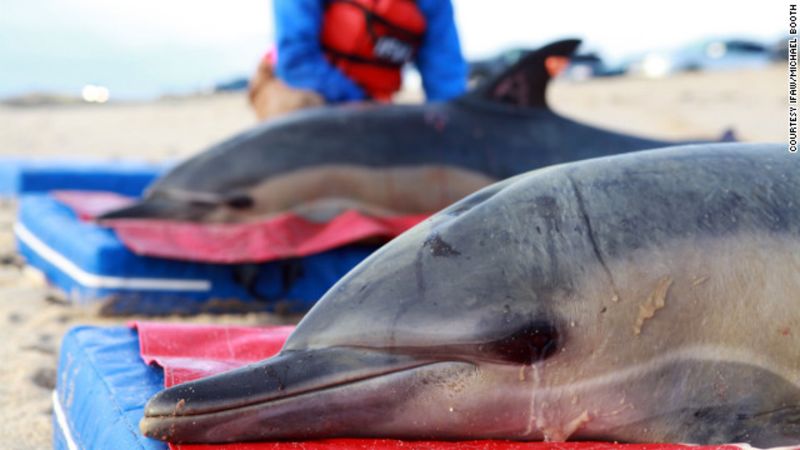La muerte misteriosa de 81 delfines en costas de ee. Uu. Desconcierta a los científicos | cnn