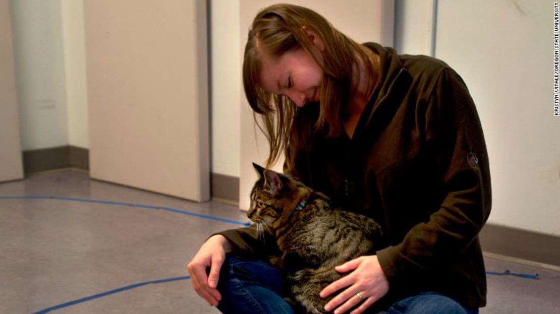 Un gato con lazos inseguros mostrando un comportamiento de aferrarse a su dueño.