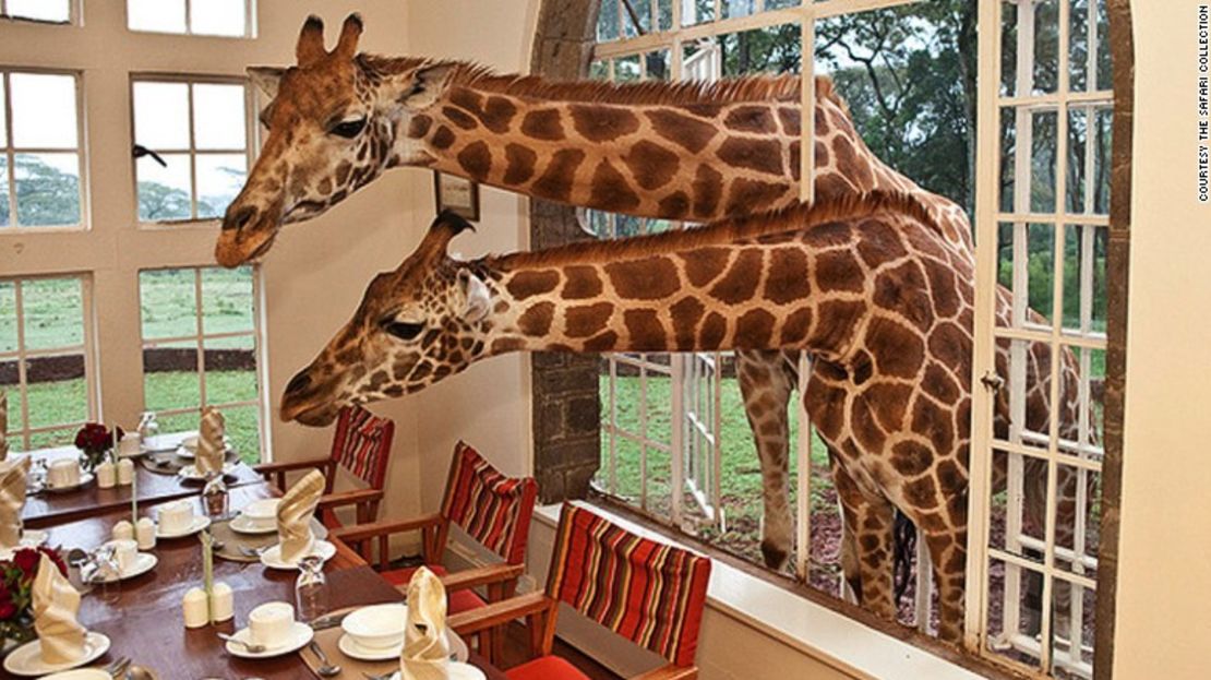 CNNE cbccf9f8 - 150722152844-giraffe-manor-kenya-exlarge-169