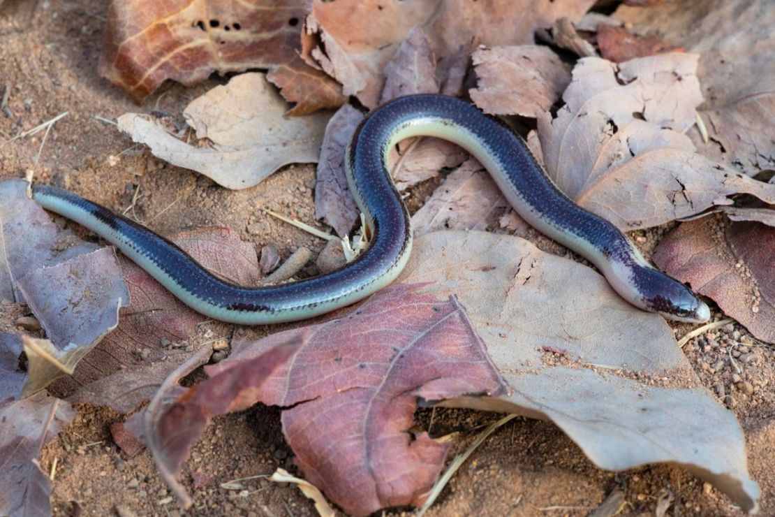 Los investigadores descubrieron una nueva especie de eslizón sin patas llamada Acontias mukwando en las laderas de la Serra da Neve en Angola. Crédito: Arthur Tiutenko/Academia de Ciencias de California