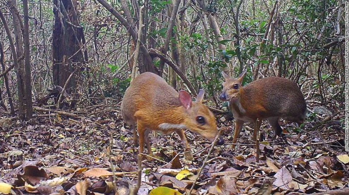 CNNE d0feffa3 - 191111132510-02-vietnam-silver-backed-chevrotain-exlarge-169