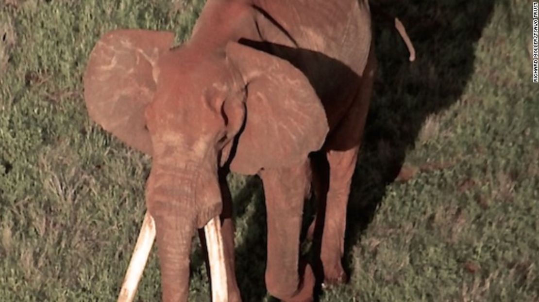 Satao II en una foto tomada en el Parque Nacional Tsavo en el sudeste de Kenya